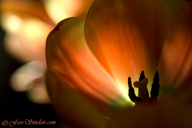Tulips in Morning 