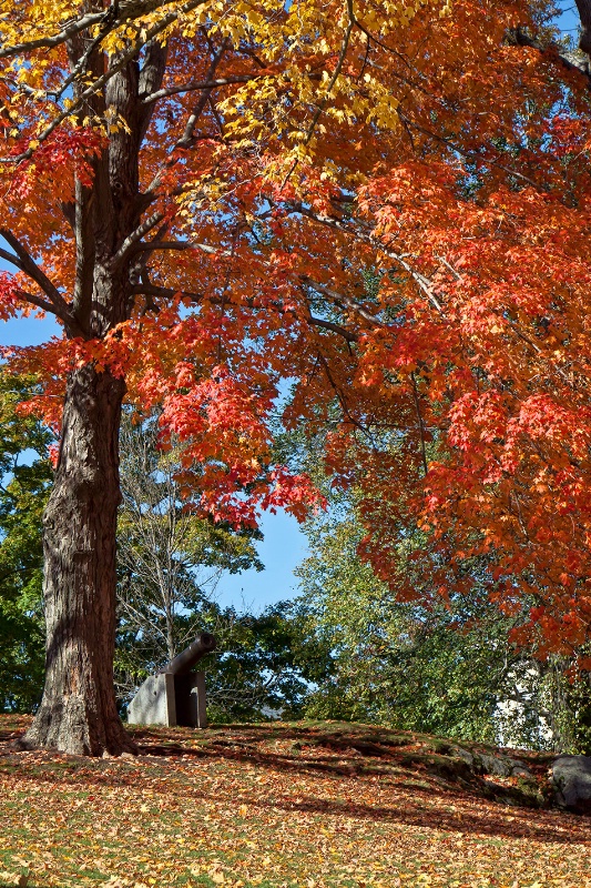 Library Park