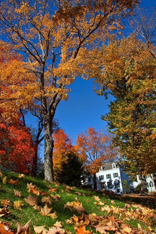 Library Park