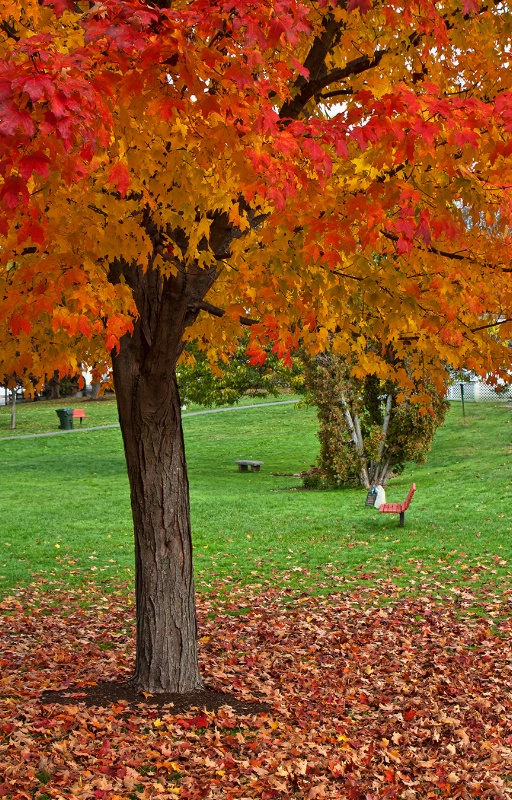 Library Park