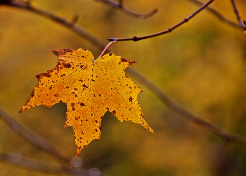 Autumn in Freeport