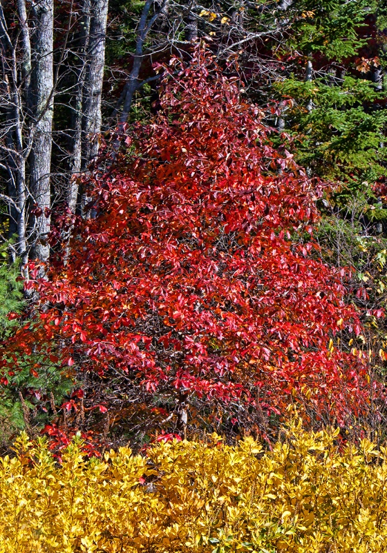 Coastal Maine Botanical Gardens