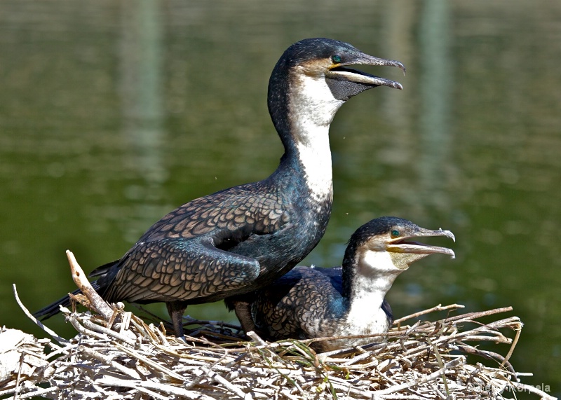 White-Necked Cormorants Nesting