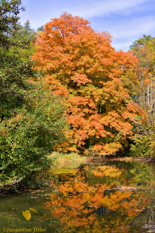 Maple Reflection on Lake Marmo