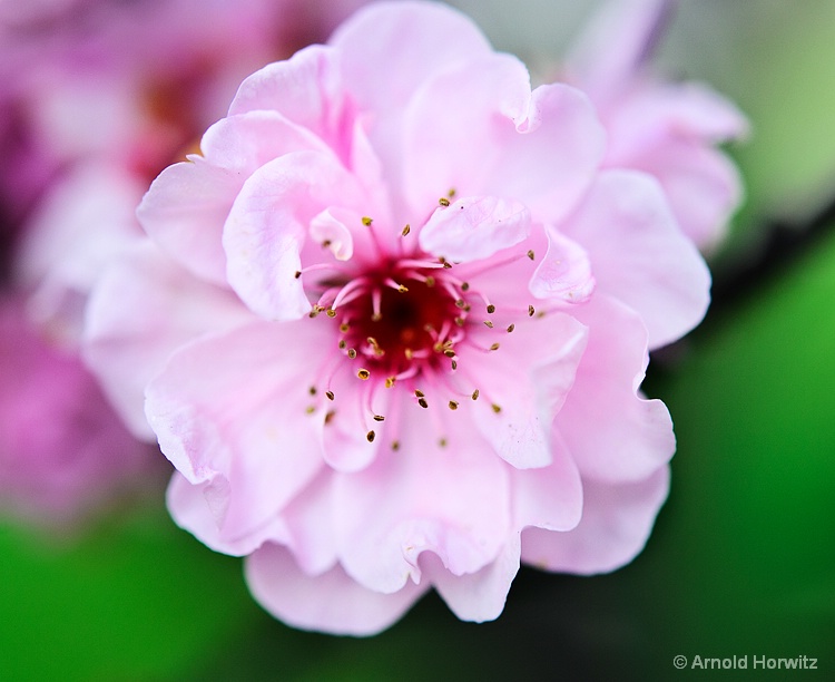 Pink and Green