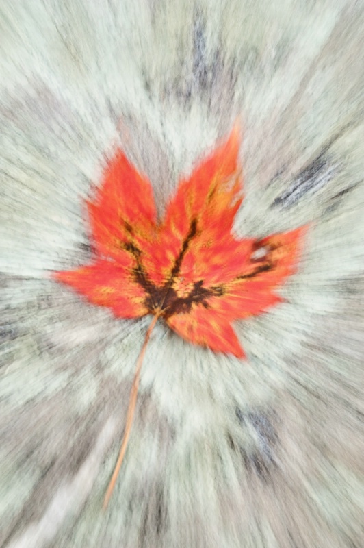 Fall Leaf Zoom