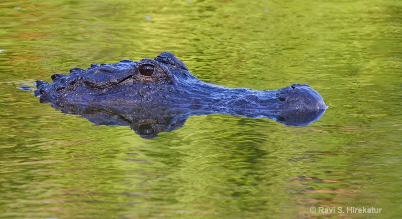 Alligator