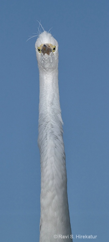 Great Egret, gatorland, FL
