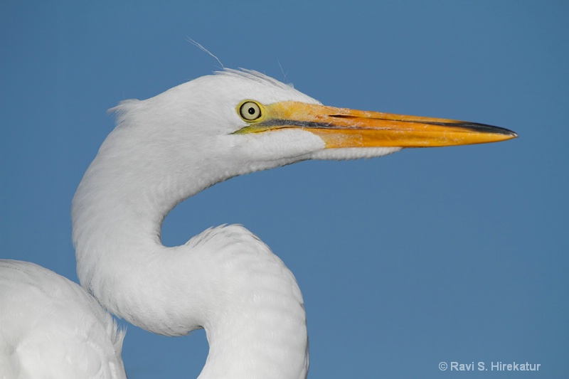 Great Egret