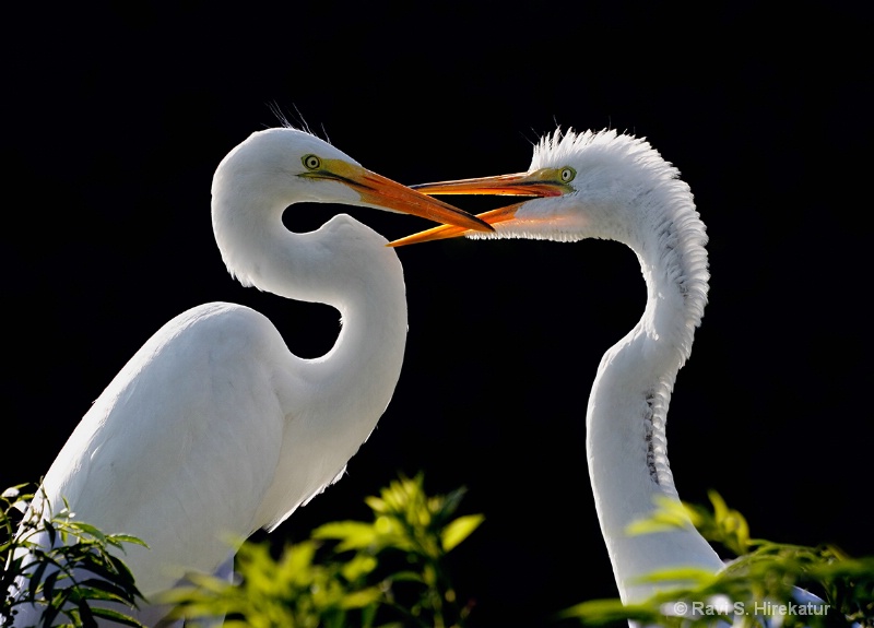 Juvenile Great egret begging food from mother