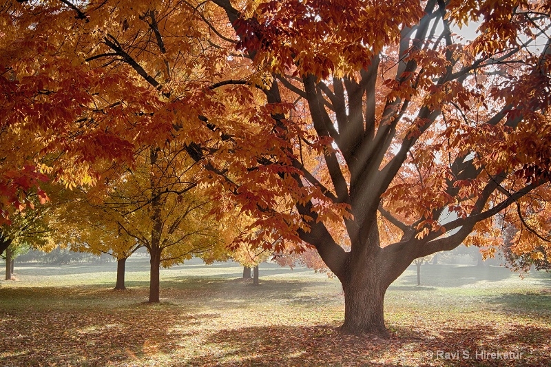 A foggy fall morning at UW Arboretum.