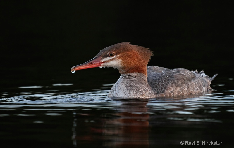 Redbreasted Merganser