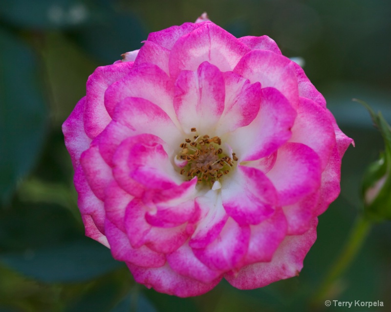 Backyard Rose