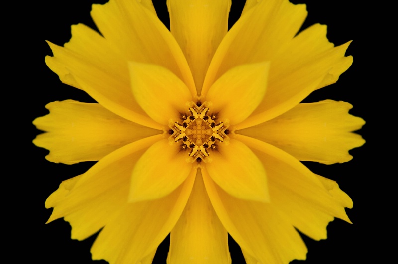 HdG Yellow Flower -- Kaleidoscope