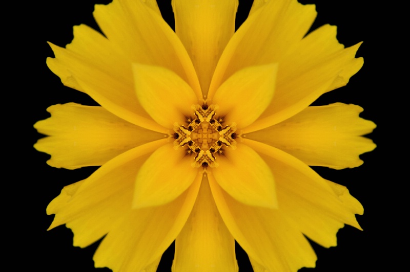 HdG Yellow Flower -- Kaleidoscope