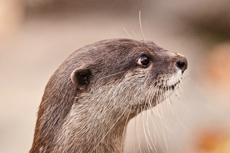 Profile of an Otter