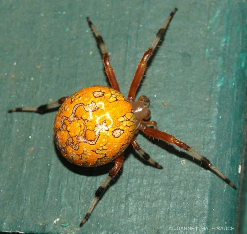ANOTHER  VIEW OF PUMPKIN SPIDER???