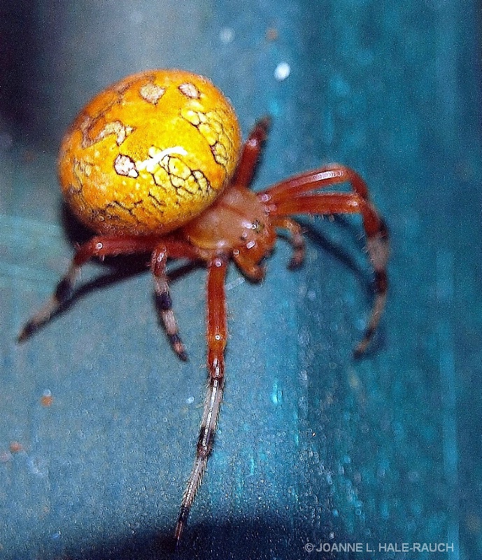 PUMPKIN SPIDER????