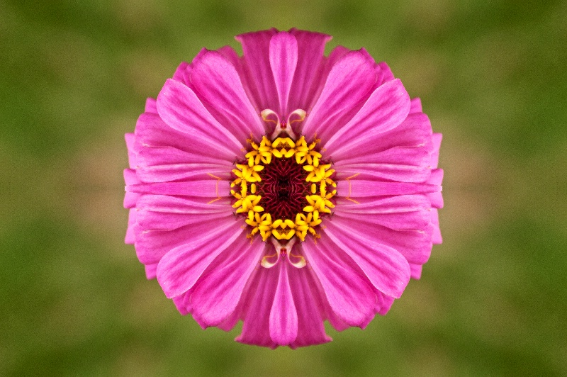 Luray Pink Flower -- Kaleidoscope