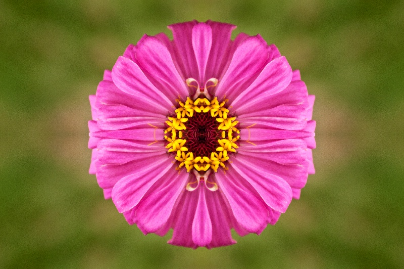 Luray Pink Flower -- Kaleidoscope