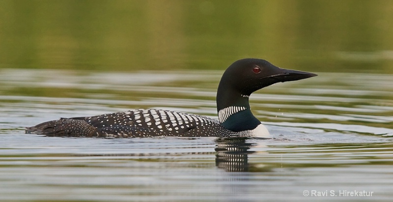 Common Loon