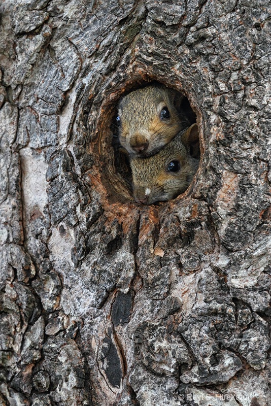 Curious baby squirrels