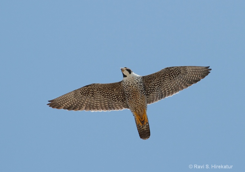 Perigrine Falcon