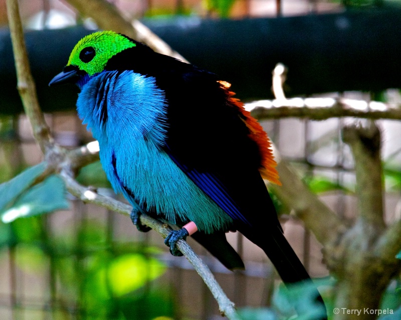 Paradise Tanager