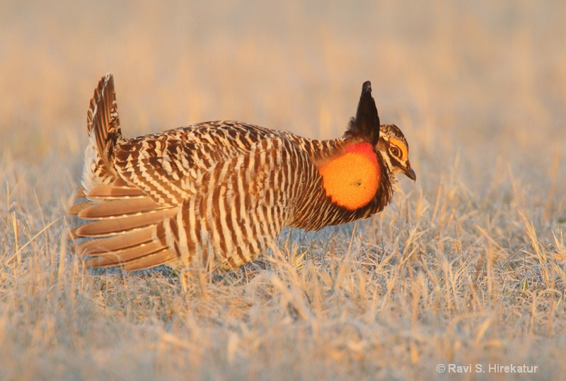 Prairie chicken mating display