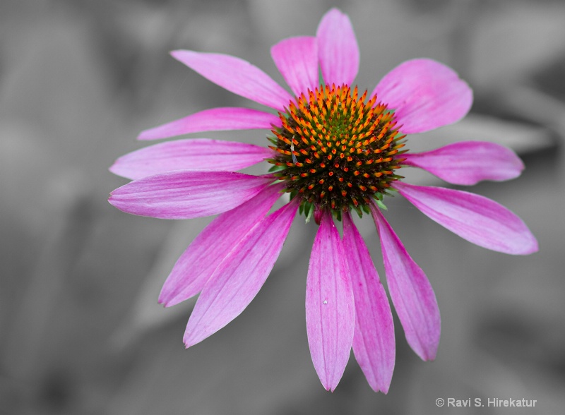 Echinacea flower