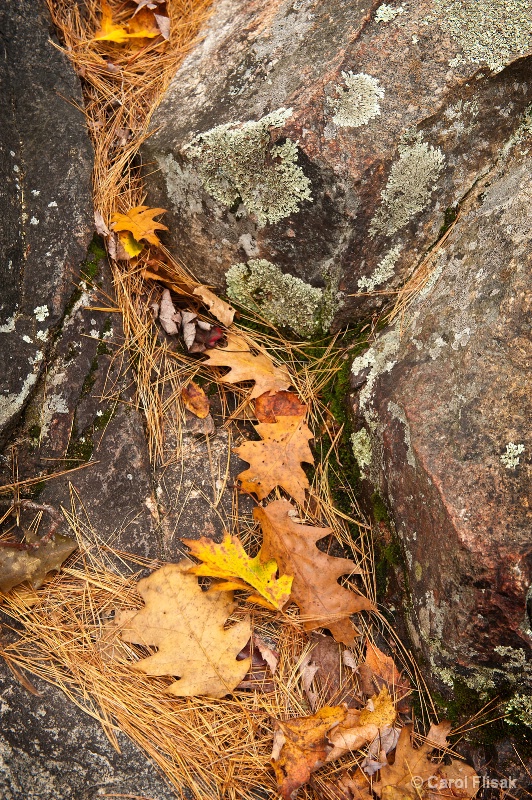 Leaves and Lichen on Granite