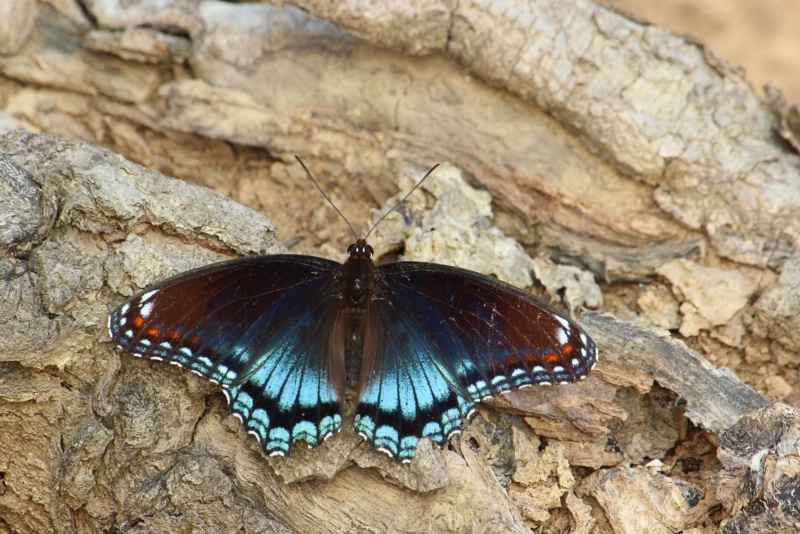 Swallowtail on a Log