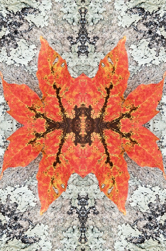 Fall Leaf on Rock--Kaleidoscope