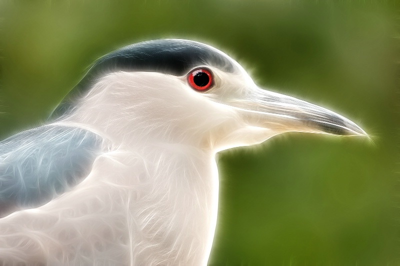 Night Heron--Fractalius 94