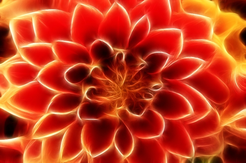 Orange & Yellow Flower in Seattle--Fractalius