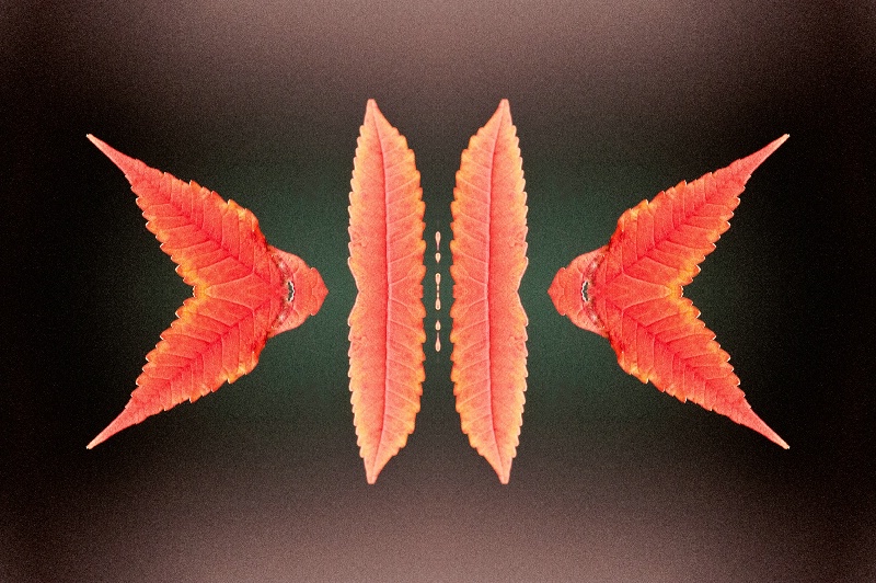 Red-Orange Leaves -- Kaleidoscope
