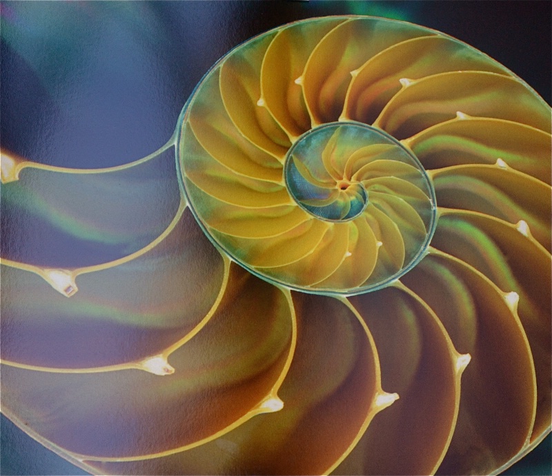 Nautilus