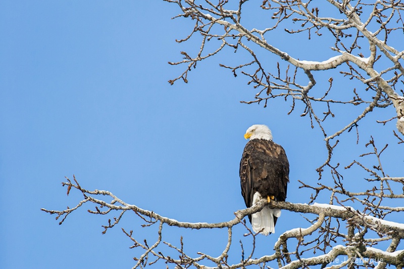 Chlikat Bald Eagle 30