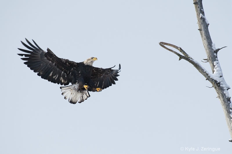 Chlikat Bald Eagle 28