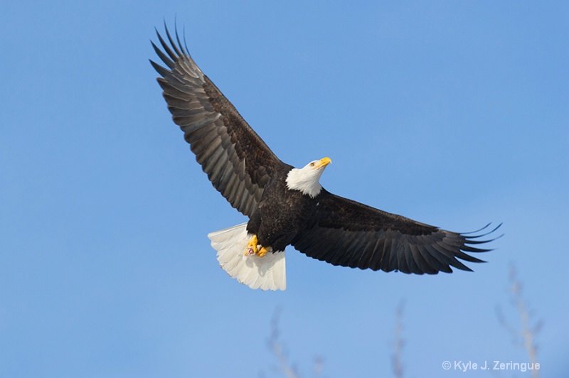 Chlikat Bald Eagle 27