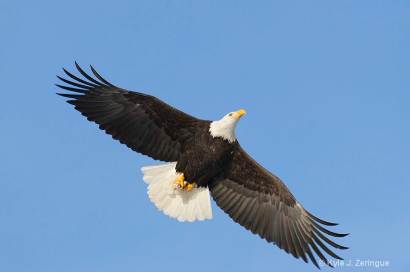 Chlikat Bald Eagle 26