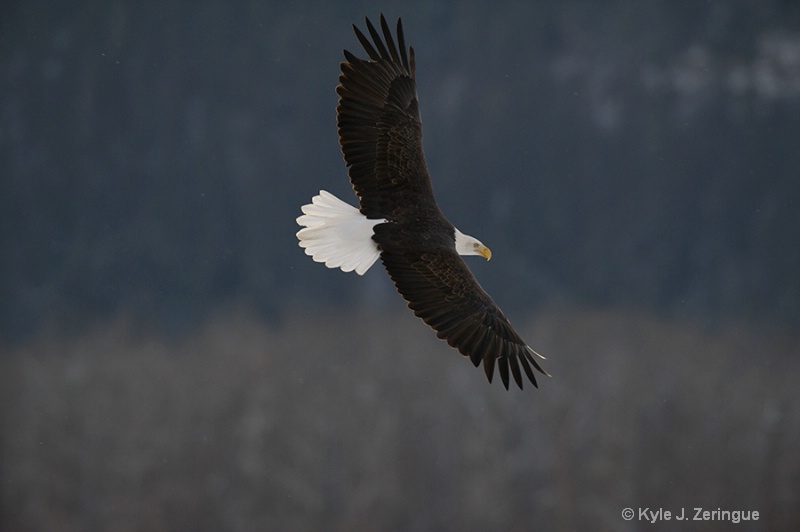 Chlikat Bald Eagle 25