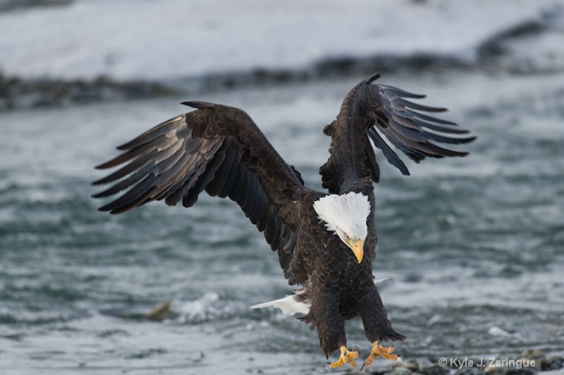 Chlikat Bald Eagle 22