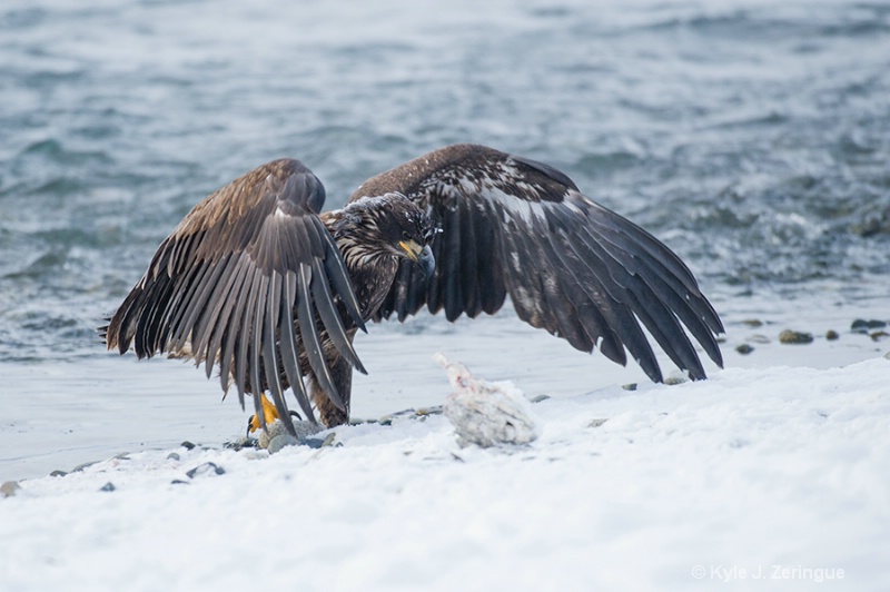 Chlikat Bald Eagle 20