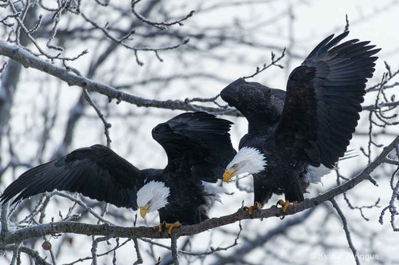 Chlikat Bald Eagle 19