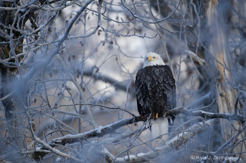 Chlikat Bald Eagle 18