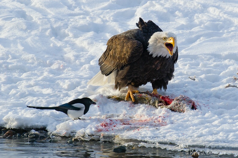 Chlikat Bald Eagle 13