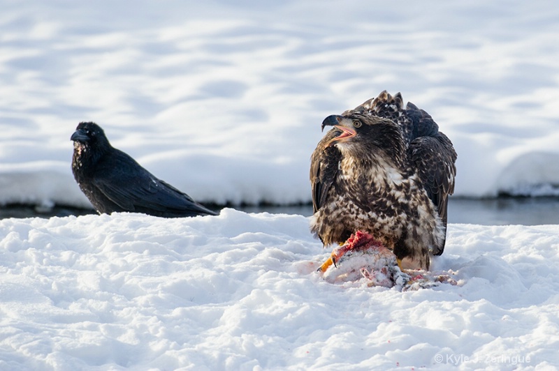 Chlikat Bald Eagle 8