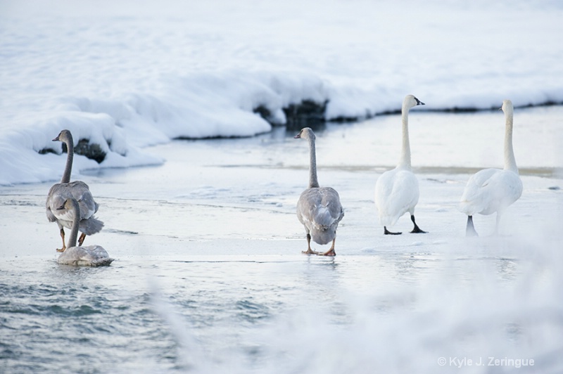 Swans, Chilkat River, Haines, Alaska