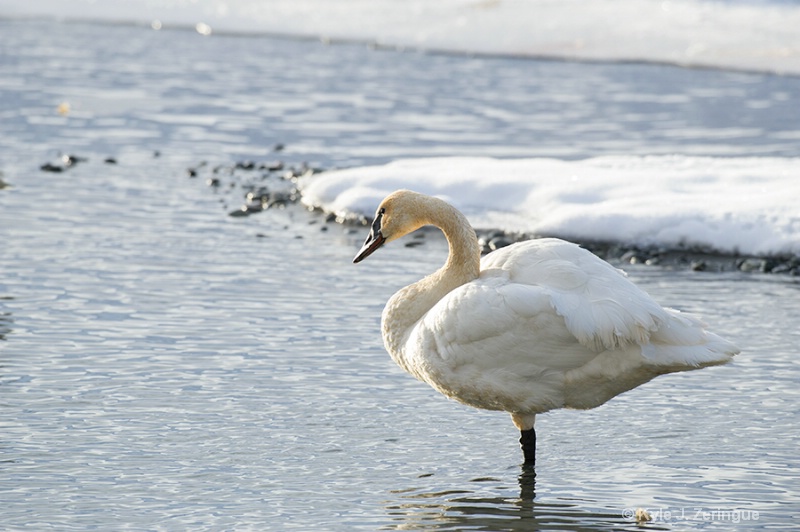 Swan, Chilkat River, Haines, Alaska